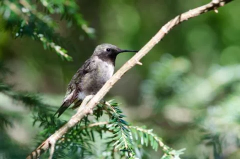 Ruby-throated Hummingbird closeup perched in a tree 스톡 사진