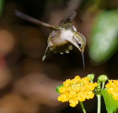 Ruby Throated Hummingbird coming in to feed Foto stock