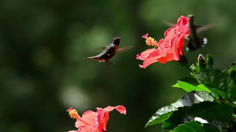 Ruby-throated Hummingbird defends his access to Hibiscus flowers Stock Footage 313526346