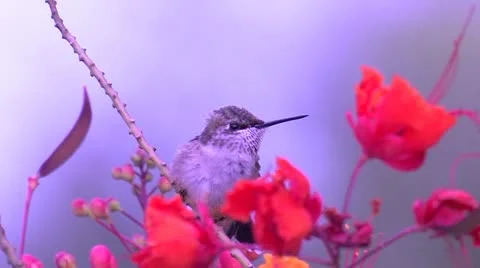 Ruby-throated Hummingbird does the bobble-head bit, bails 스톡 동영상 22325368