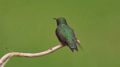 Ruby-throated Hummingbird (Dorsal View) Stock Footage 239916188