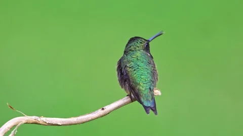 Ruby-throated Hummingbird (Dorsal View) Stock Footage 239916629