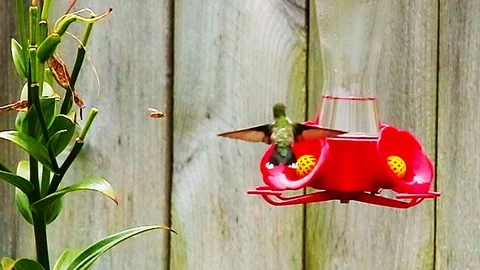 Ruby Throated Hummingbird Drinking Fro Feeder - Slow Motion Stock Footage 115010881