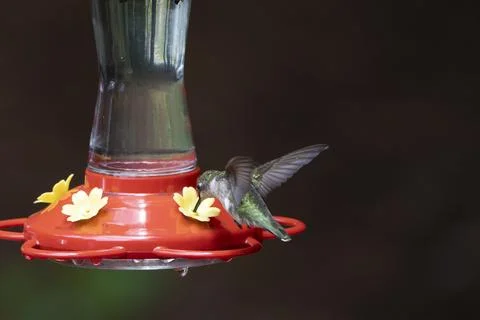 Ruby Throated Hummingbird Drinking Foto stock