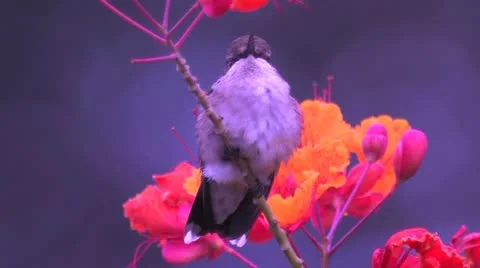 Ruby-throated Hummingbird ducks, threatens unseen enemies 스톡 동영상 22325212