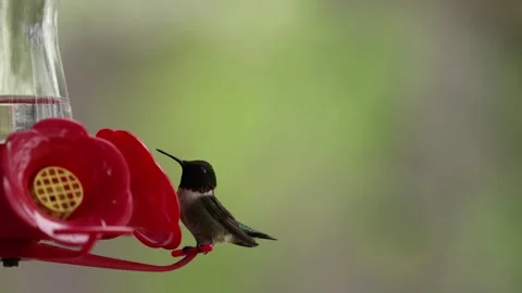 Ruby-throated hummingbird eating then flying away from feeder Stock-Footage 309865656