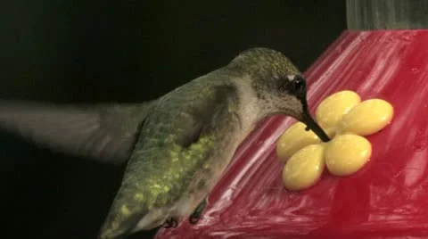 Ruby-throated Hummingbird ECU shows its precision targeting skills at feeder 스톡 동영상 22325228