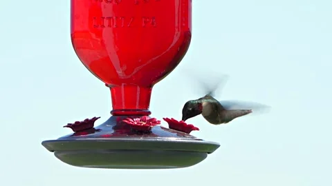 Ruby throated hummingbird at a feeder in Florida Stock Footage 306646476