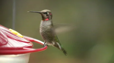 Ruby-throated hummingbird at feeder Stock Footage 760361