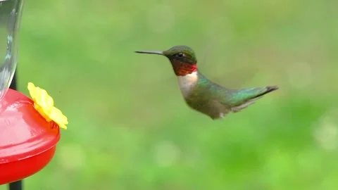 Ruby-throated Hummingbird at Feeder Stock Footage 131173627