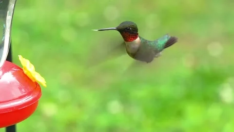 Ruby-throated Hummingbird at Feeder Stock Footage 131173678