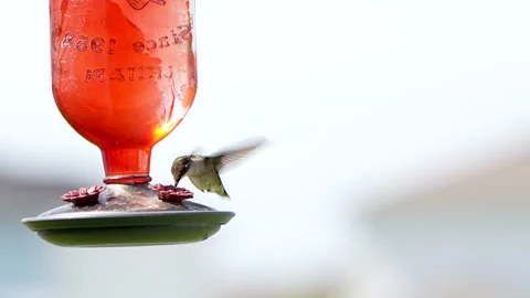 Ruby throated hummingbird at a feeder Stock Footage 336739210