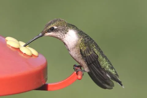 Ruby-throated hummingbird at a feeder Stock Photos