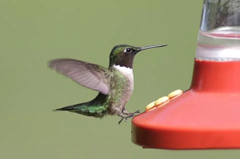 Ruby-throated hummingbird at a feeder Stock Photos