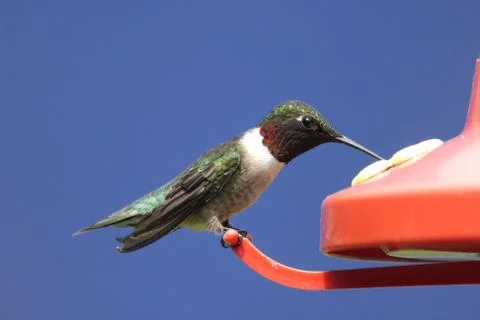 Ruby-throated hummingbird at a feeder Stock Photos