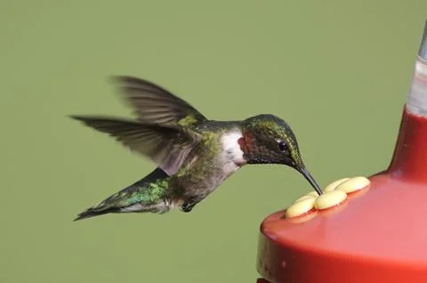 Ruby-throated hummingbird at a feeder Stock Photos