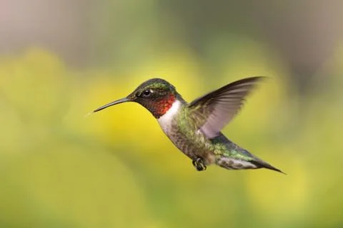 Ruby-throated hummingbird at a feeder Stock Photos