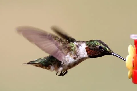 Ruby-throated hummingbird at a feeder Stock Photos
