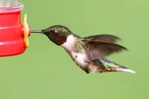 Ruby-throated hummingbird at a feeder Stock Photos