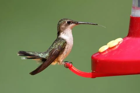 Ruby-throated hummingbird at a feeder Stock Photos