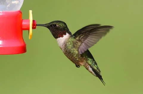 Ruby-throated hummingbird at a feeder Stock Photos