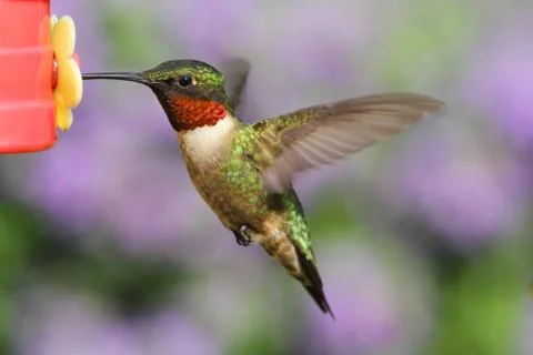 Ruby-throated hummingbird at a feeder 写真素材