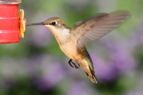 Ruby-throated hummingbird at a feeder Stock Photos