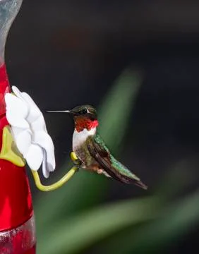 Ruby-Throated Hummingbird at Feeder Stock Photos