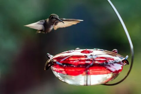 Ruby throated hummingbird at the feeder. Stock Photos