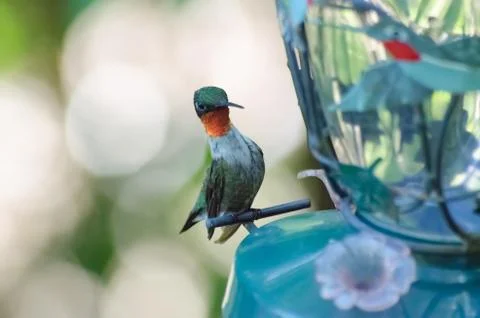 A Ruby-throated Hummingbird at the feeder 스톡 사진