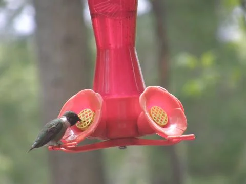 Ruby Throated Hummingbird at Feeder Stock Photos