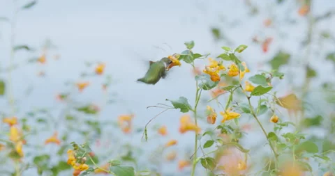 Ruby-Throated Hummingbird Feeding on Flower Nectar, in Flight, 4K Stock Footage 160621691