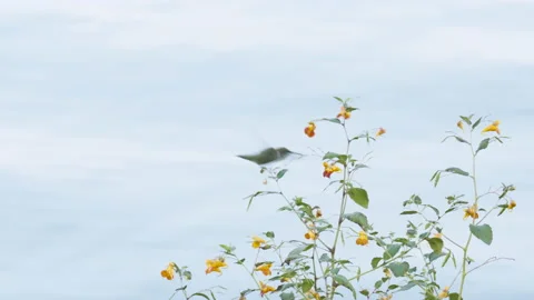 Ruby-Throated Hummingbird Feeding on Nectar From Small Orange Flowers, 4K Stock Footage 160625462