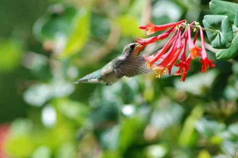 Ruby-throated hummingbird feeding Stock Photos