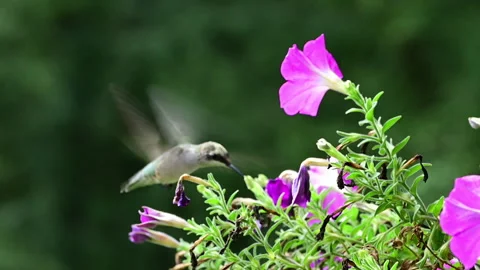 Ruby-throated hummingbird feeding at pink petunia flowers Stock Footage 315173168