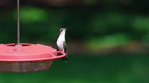 Ruby throated hummingbird feeding at a red feeder Stock Footage 79594456