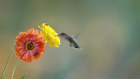 Ruby-Throated Hummingbird Feeding on Yellow Zinnia Stock Footage 342655031
