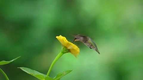 Ruby-Throated Hummingbird Feeding on Yellow Zinnia Stock Footage 342655052