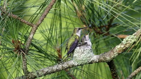 Ruby-throated hummingbird feeding young Stock Footage