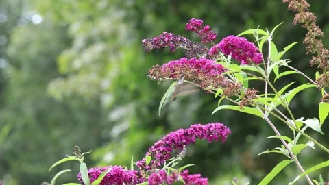Ruby throated hummingbird feeds on purple fuschia butterfly bush Stock Footage 328455668