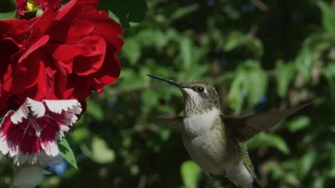 Ruby Throated Hummingbird feeds in slow motion Stock Footage 115563281