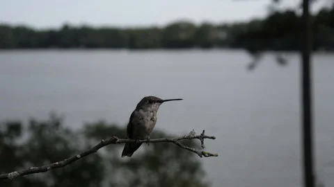 Ruby-throated hummingbird female comes and goes quickly by lakeside perch. Video stock 88722046