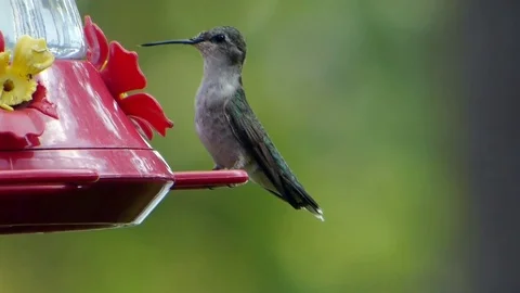 Ruby-throated hummingbird female drinks from red nectar feeder. Video stock 71351855
