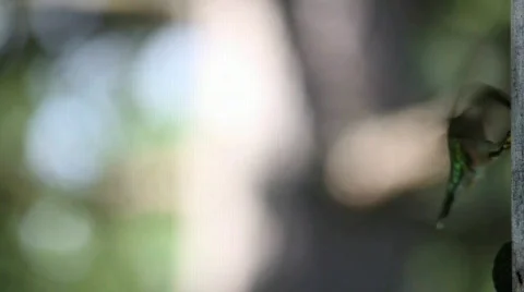 Ruby-throated Hummingbird female Stock Footage 841795