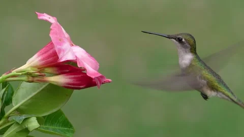 Ruby-throated Hummingbird (Female) Stock Footage 242596557