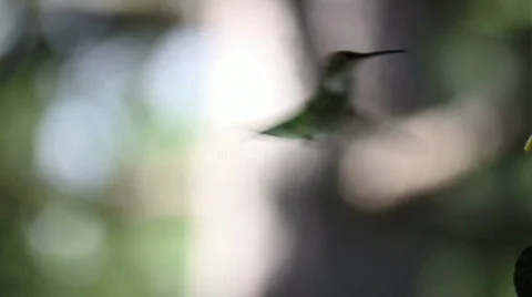 Ruby-throated Hummingbird female half speed  Stock Footage 841797