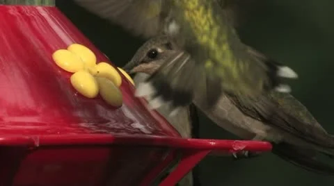 Ruby-throated Hummingbird female mostly ignores males' frenzied feeding 스톡 동영상 22325323