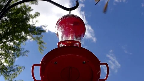 Ruby-throated hummingbird female in slow motion chased away by aggressive bee.. Stock-Footage 71351463
