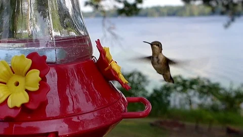 Ruby-throated hummingbird female in slow motion by lake approaches cautiously. Stock-Footage 71351608