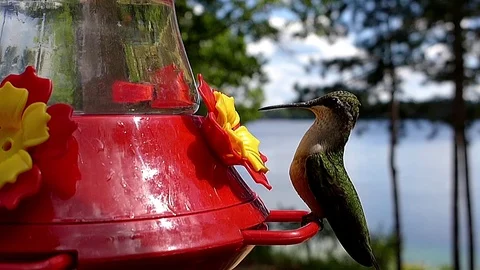 Ruby-throated hummingbird female in slow motion sits and drinks nectar. Video stock 71351647